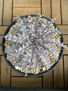 Dyckia Throwing Star ディッキア スローイングスター 活着済み子株