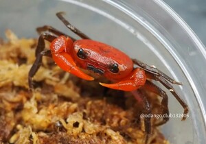 Phricotelphusa sukreei ♂ 1匹 カニ 29