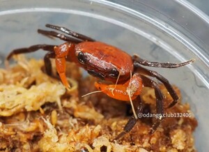 Phricotelphusa sukreei ♂ 1匹 カニ 32