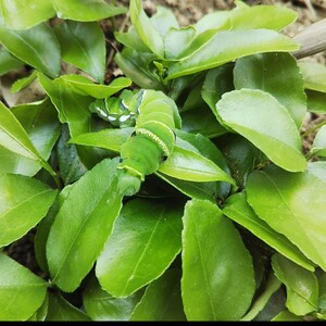 夏みかん苗 新芽 アゲハチョウ幼虫餌