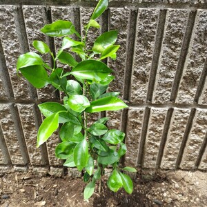 夏みかん苗木 アゲハチョウ幼虫餌 A