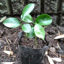 夏みかん苗 新芽 アゲハチョウ幼虫餌_画像3