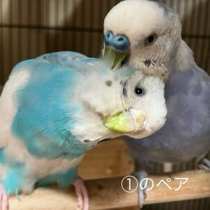 セキセイインコ違うペア　有精卵　２個　食用