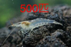 [ snow month manner flower ]500 pcs * natural mi Nami freshwater prawn * Hokkaido * Okinawa * Tohoku to shipping is do not do * styrene foam shipping * Yamato freshwater prawn *me Dakar 