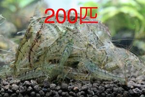 [ snow month manner flower ]200 pcs * natural mi Nami freshwater prawn * Hokkaido * Okinawa * Tohoku to shipping is do not do * styrene foam shipping * Yamato freshwater prawn *me Dakar 