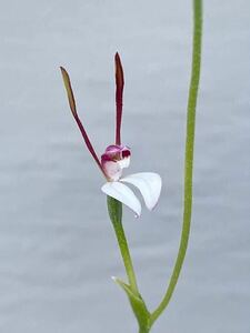 3球　レプトセラス　メンジェシー　Leptoceras menziesii　球根　山野草　洋ラン　原種　開花サイズ