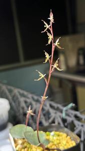 Acianthus pusillus アシアンサス　ピュシラス　球根　山野草　洋ラン　原種　開花サイズ