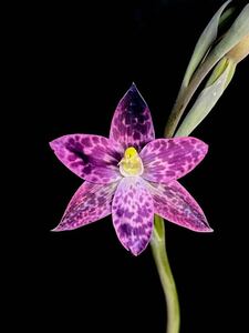 大球　テリミトラ　交配種　Thelymitra cyanea x benthamiana 球根　山野草　洋ラン　開花サイズ