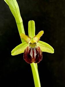 オフリス　スフェゴデス Ophrys sphegodes 球根　山野草　洋ラン　原種　開花サイズ　大球　原種
