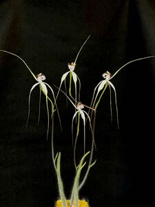 カラデニア　ロンギコウダ　Caladenia longicauda　球根　山野草　洋ラン　原種　開花サイズ