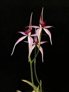 カラデニア　交配種　Caladenia Harlequin x applanata ssp erubescens　球根　山野草　洋ラン　原種　開花サイズ