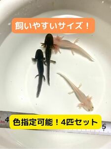 ウーパールーパー　4匹　8-10cm