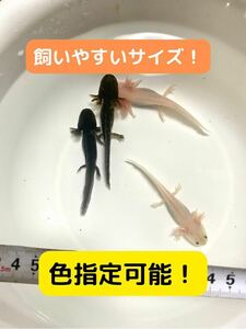 ウーパールーパー　色指定可能　1匹　8-10cm程