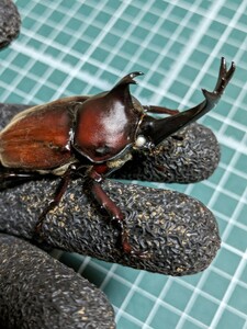 ホワイトアイ！　カブトムシトリオ　赤カブト　説明必読