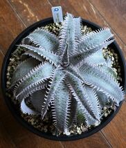 親株 ディッキア Dyckia marnier-lapostollei Pink Spine マルニエルラポストレイ　ピンクスパイン_画像7