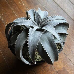 親株 Dyckia marnier-lapostollei wide leaf ディッキア マルニエルラポストレイ ワイドリーフ 国内育成株