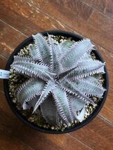 親株 ディッキア Dyckia marnier-lapostollei Pink Spine マルニエルラポストレイ　ピンクスパイン_画像1