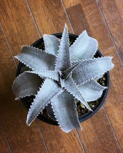 Dyckia marnier-lapostollei wide leaf ディッキア マルニエルラポストレイ ワイドリーフ 国内育成株 中株