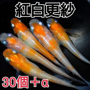 【めだかカンタービレ】☆紅白更紗☆有精卵30個+α☆めだか卵 メダカ卵