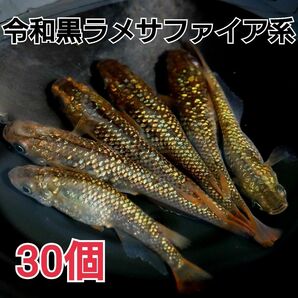 【めだかカンタービレ】☆令和黒ラメ幹之サファイア系☆有精卵30個☆めだか卵 メダカ卵