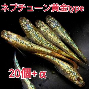 【めだかカンタービレ】☆ネプチューン黄金type☆有精卵20個+α☆めだか卵 メダカ卵