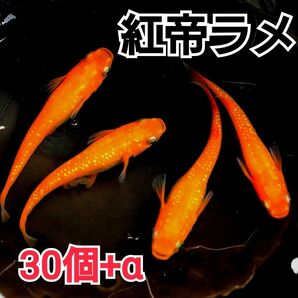 【めだかカンタービレ】☆紅帝ラメ☆有精卵30個+α☆めだか卵 メダカ卵