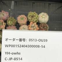 * Top　エケベリア20個 0513-OU39 多肉植物 カット　雑交　_画像3