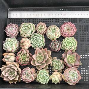 * Top　エケベリア20個 0513-OV13 多肉植物 カット　雑交　