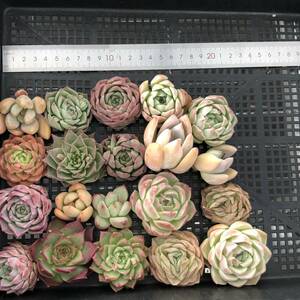 * Top　エケベリア20個 0513-OV44 多肉植物 カット　雑交　