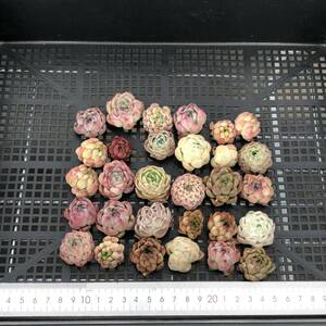 * Top　エケベリア30個 0522-OA22 多肉植物 カット　雑交　