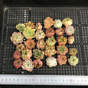 * Top　エケベリア30個 0527-OC36 多肉植物 カット　雑交　