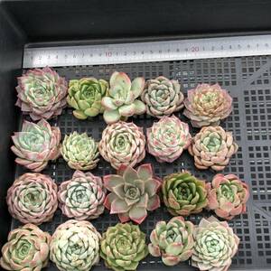 * Top　エケベリア20個 0529-OF50 多肉植物 カット　雑交　