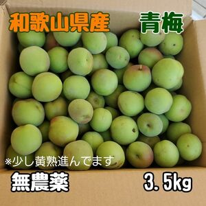 和歌山県産　青梅　無農薬　3.5kg