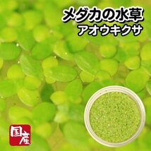 【送料全国一律385円】メダカの水草【アオウキクサ 2カップ】金魚にも めだか ミジンコ おとひめ 水草 同梱包可能 生クロレラ同梱不可_画像1