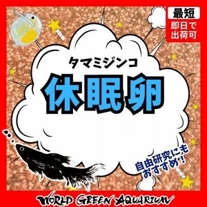 【送料無料】メダカ 餌【タマミジンコ休眠卵2,000粒】めだか ミジンコ PSB おとひめ 水草 同梱包可能 生クロレラで育つ