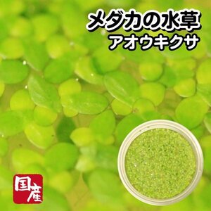 [ postage nationwide equal 385 jpy ]me Dakar. water plants [ blue float ksa2 cup ] goldfish also medaka mi Gin ko.... water plants same packing possibility raw chlorella including in a package un- possible 