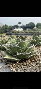 agave titanota Iran Diamond 子株　発根済み　　(検　イラン株　SAD nova 海王