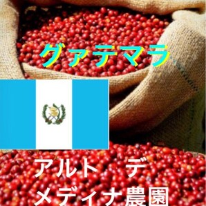 グァテマラ　メディナ農園コーヒー生豆1kg焙煎しておりません！簡単なハンドピック済みですが、取り残しはあるかと思います！農園指定！