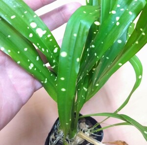 熱帯性ハラン　Aspidistra yingjiangensis シンガポールスリング　耐寒耐暑　シェードガーデン　星斑入り　送料別　雲南省　露地栽培　希少