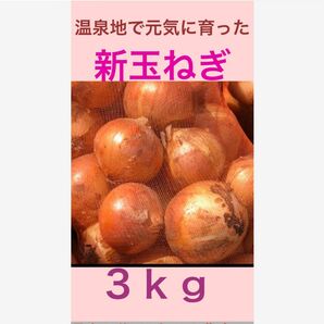 農薬不使用 温泉地で育った新玉ねぎ ３ｋｇ 新玉ねぎ 玉ねぎ たまねぎ 玉葱