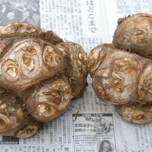 八頭芋の子芋・種芋 ２㎏  炭素循環農法・安心の無農薬／無肥料栽培の画像4