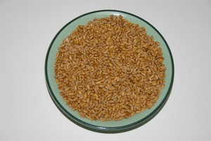 小麦1.2㎏①　バンカープランツに　炭素循環農法・安心の無農薬／無肥料