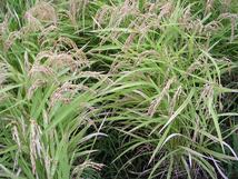 陸稲もち　種もみ　2kg　炭素循環農法・安心の無農薬／無肥料栽培_画像4