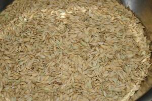 陸稲もち・種もみ⑥　0.8kg　炭素循環農法・安心の無農薬／無肥料栽培