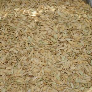 陸稲もち・種もみ⑧　0.8kg　炭素循環農法・安心の無農薬／無肥料栽培