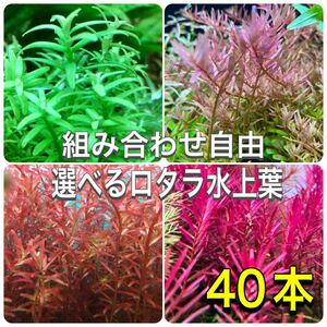  is possible to choose ro cod water leaf 40ps.