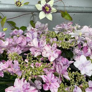 紫陽花　さし穂１本