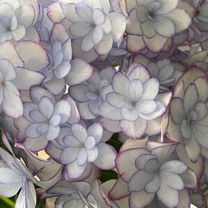 紫陽花　さし穂１本