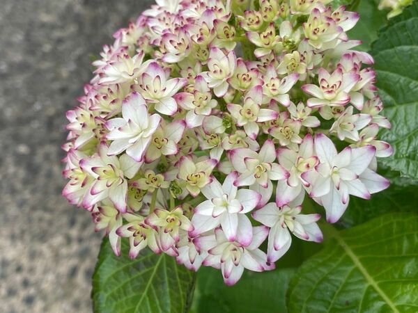 紫陽花　可愛い　さし穂２本　品種名不明