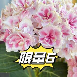 紫陽花　さし穂１本